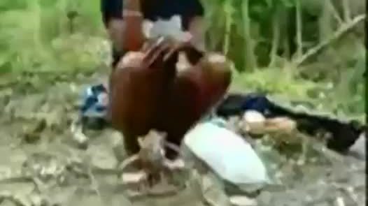 Trini girl sucks big cock